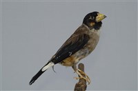 藏品(小桑鳲)的圖片